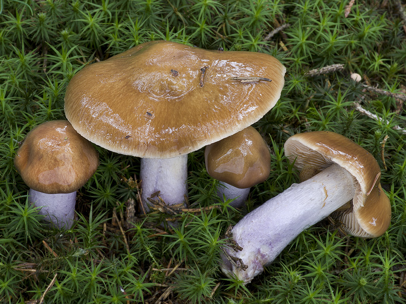 Cortinarius collinitus